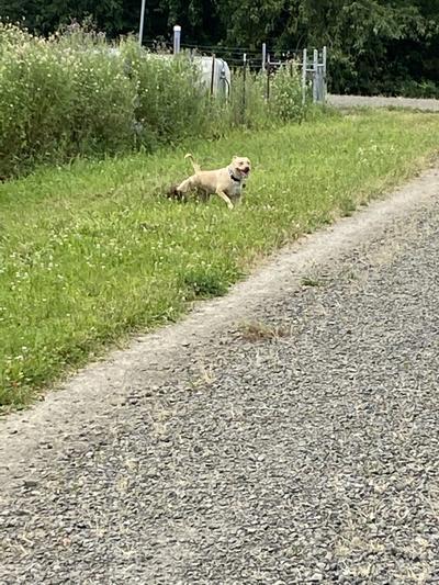 Free to run, in one acre area anyway.