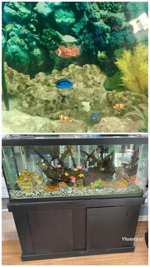 our saltwater and tropical aquariums