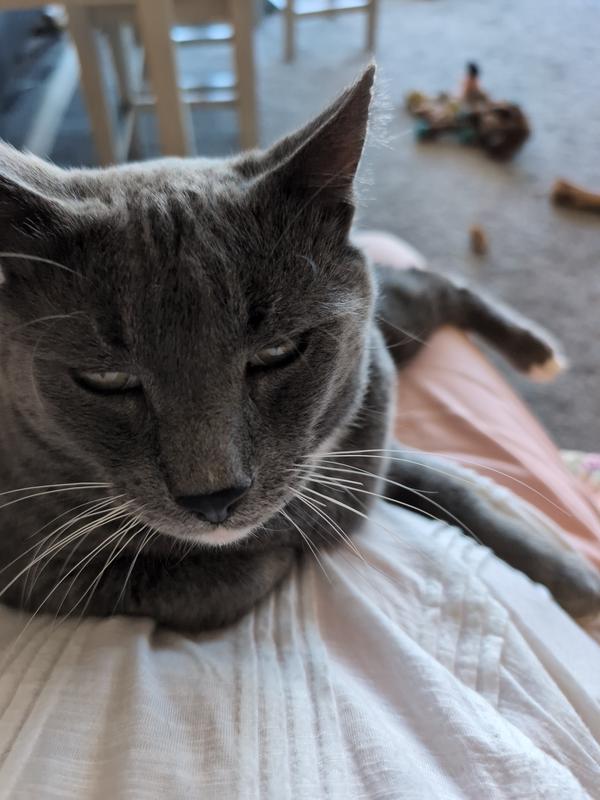 He has a sixth sense about me and when ever I sit he is ready for loves!