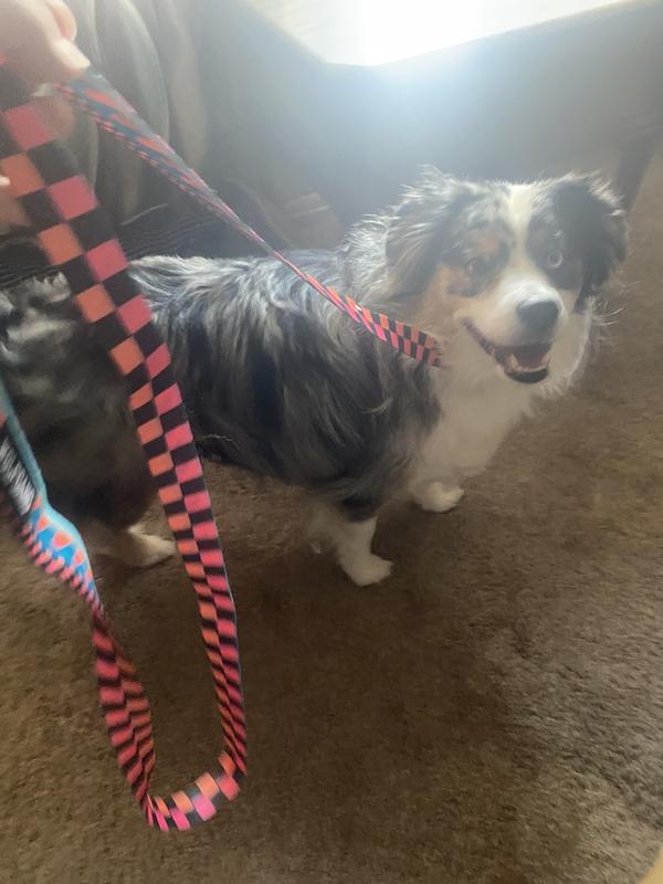 Just heading for a walk with our new leash