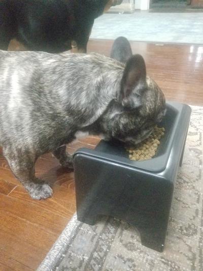 Short Frenchie with Massive head. Perfect fit!