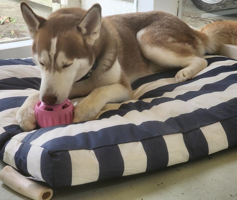 Obi feels safe on his porch bed