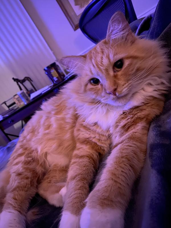 One of our kitties…Chico