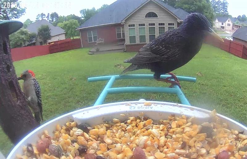 Starlings didn’t even eat