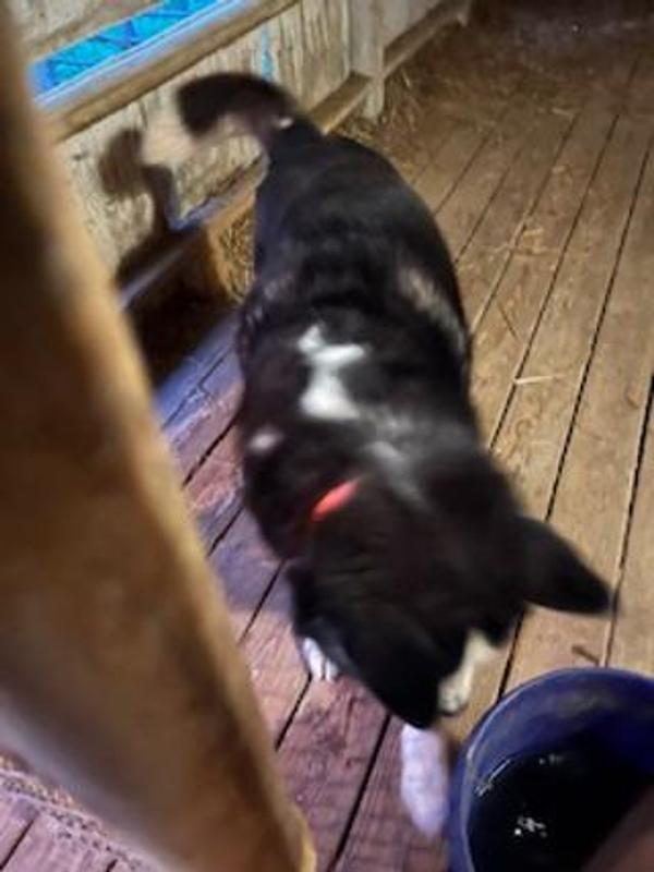 Go! Solutions Benefit Chews Weight Management + Joint Care Benefit Chews Chicken Recipe Soft & Chewy Dog Treats, 6-oz bag