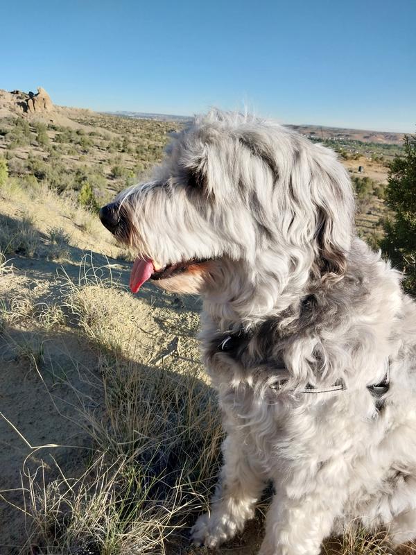 Bella the Bergamasco Sheepdog