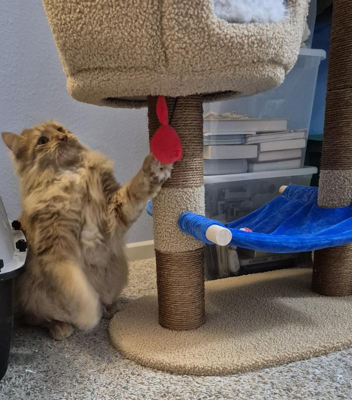 Oliver the kitten he enjoys playing with the toy crab on the tiki hut to.