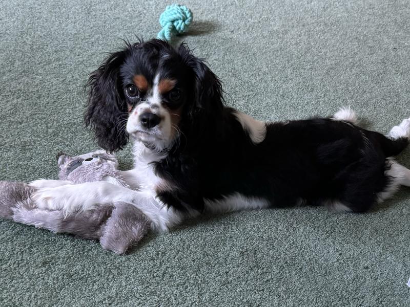 Loves chewing and playing fetch