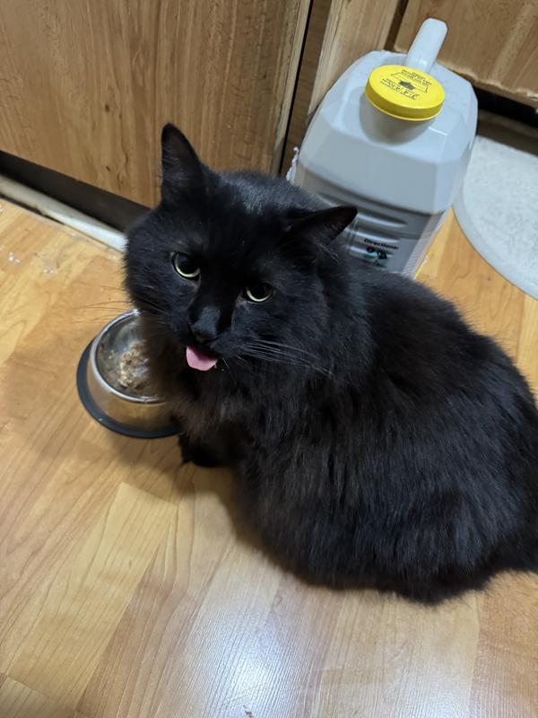 Pepe loves it too! Licking his chops!