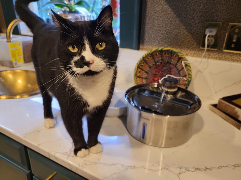 My other little pet sitting baby was skeptical at first but now it's on the counter for him. Lol cats rule!
