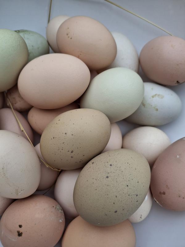 Healthy happy hens and beautiful, healthy and nutritious eggs.