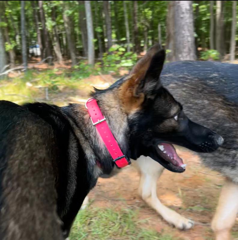 Photo was taken from a video of the two mid play while wearing their e-collars