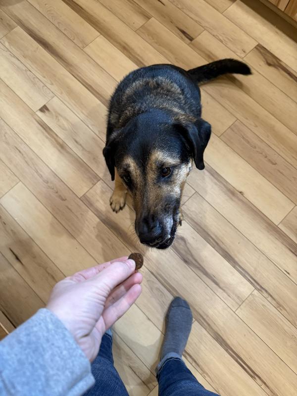 Huey enjoying his daily supplement!