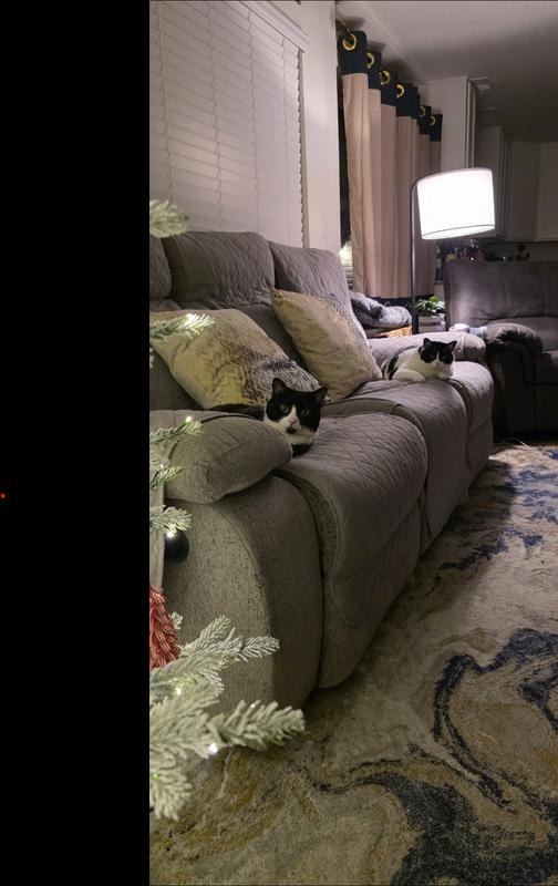 How to get their attention? Say "want nom noms?"