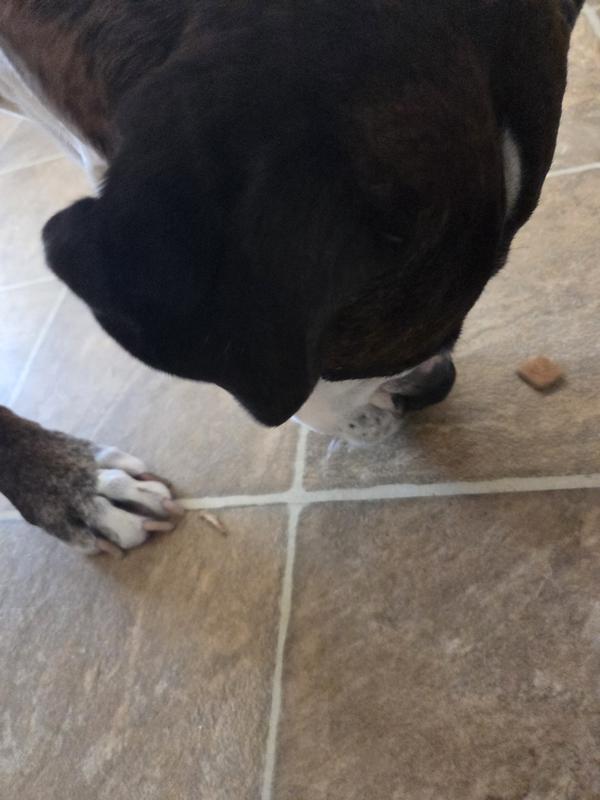 Tiggy loves these treats