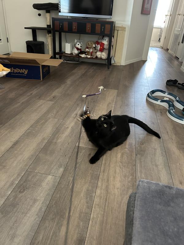 Playing with his new feather toy.