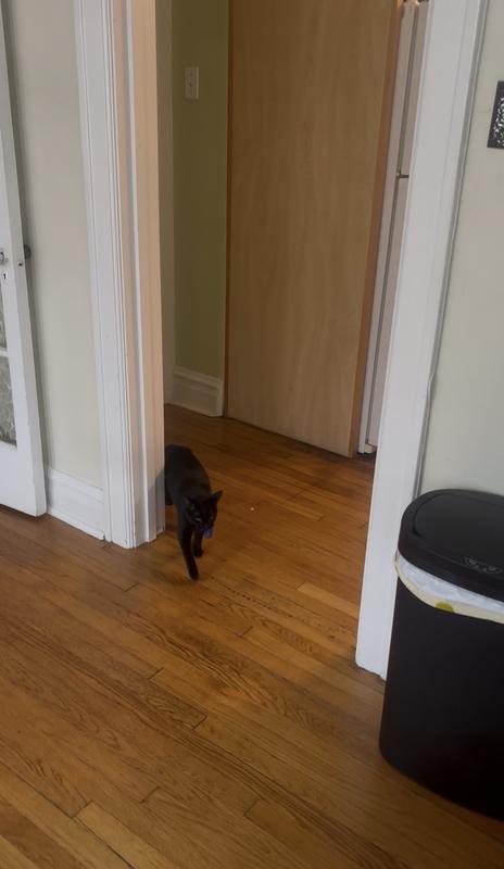 Screenshot from a video of her playing fetch