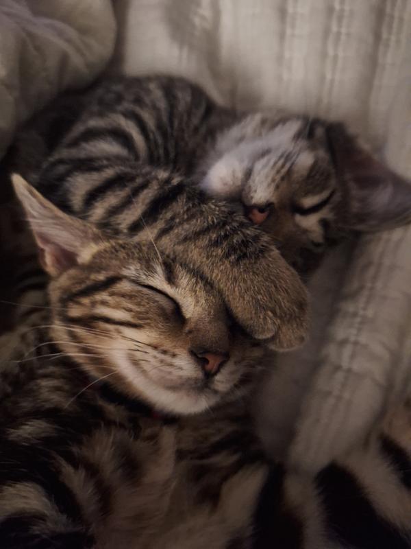 Bored of all the wet foods so far