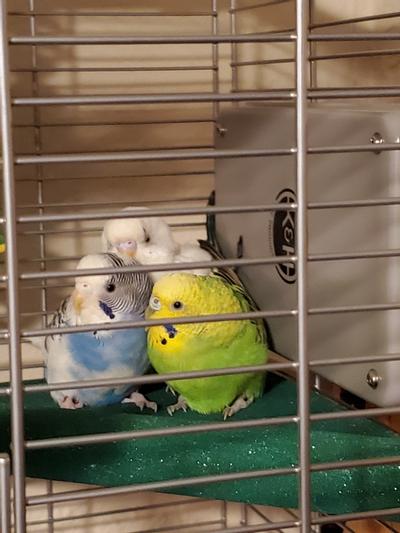 K&h pet products snuggle up bird warmer sale