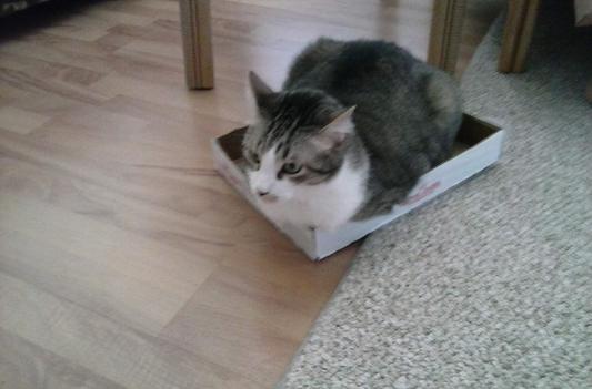 Toby likes boxes.