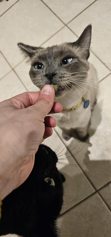 Pastrami enjoying the treat