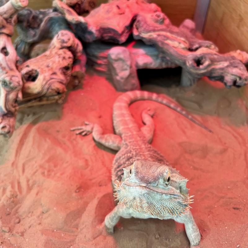 ZOO MED ReptiSand Reptile Sand, Desert White, 20lb bag