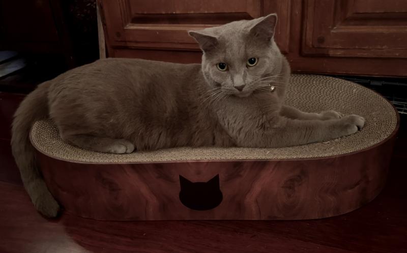 Necoichi Cozy Bowl Capsule Cat Scratcher Toy