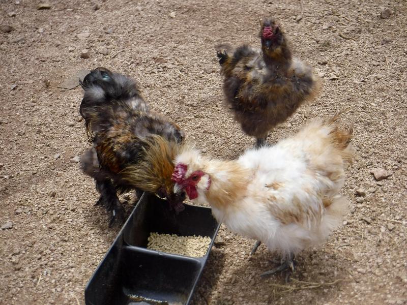The Silkie bachelor trio feasting on the Home Fresh pellets. These pellets are an appropriate size for banties!