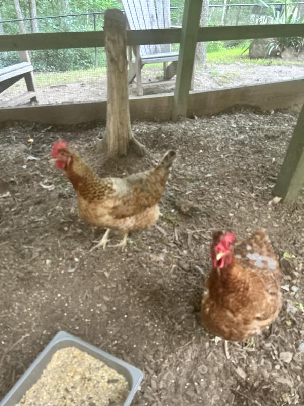 My hens are so sweet when I have quality treats