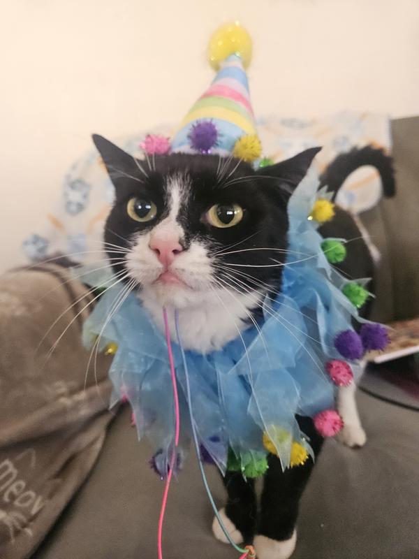 FRISCO Striped Party Hat & Ruffle Collar Cat Birthday Accessory, One ...