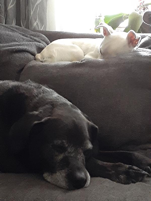 Canines Are Family
