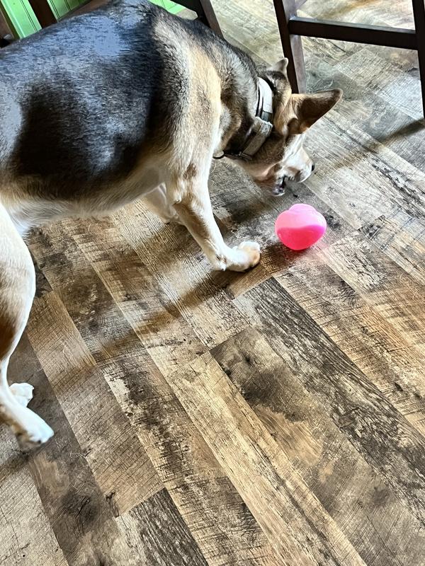 P chasing her treat caster.