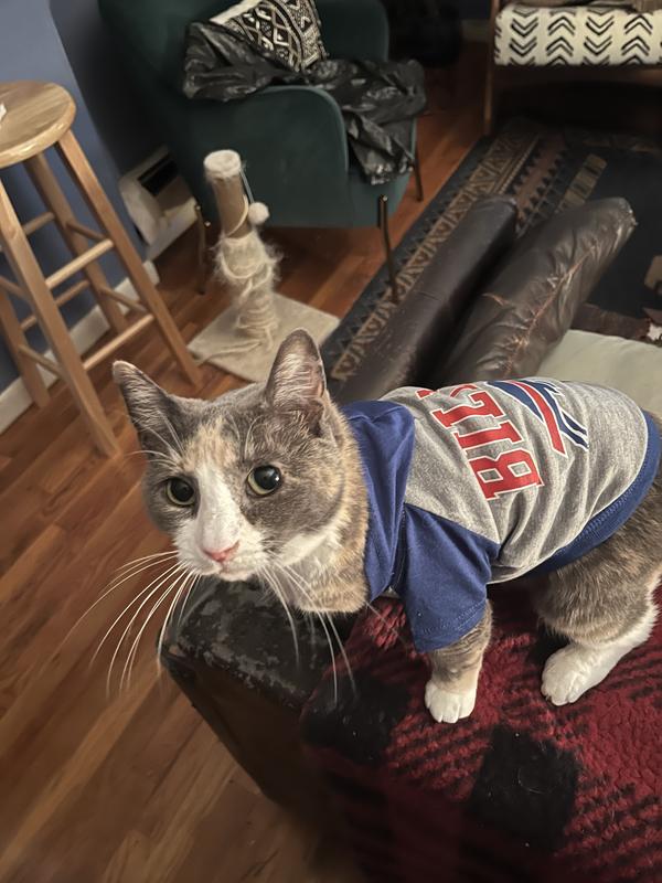 Cute diluted calico cat in NFL Bills attire