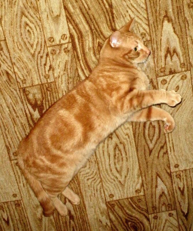 Chessie's Cat Camouflage