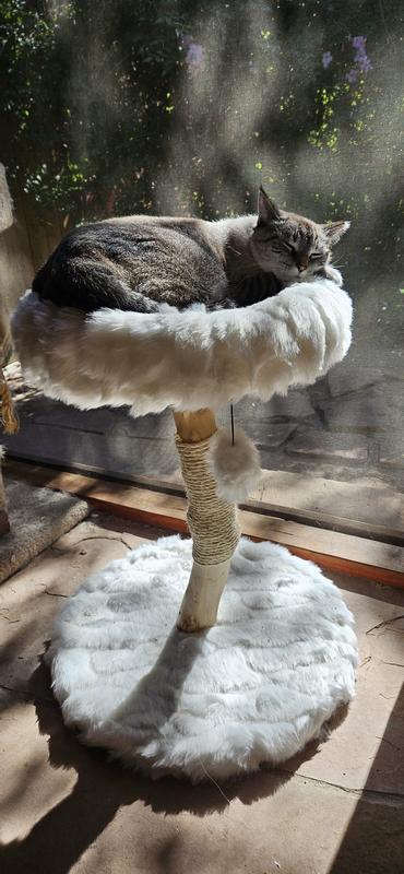 Snowflake in her comfy place