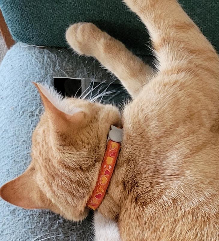Orange tabby kitten with orange color