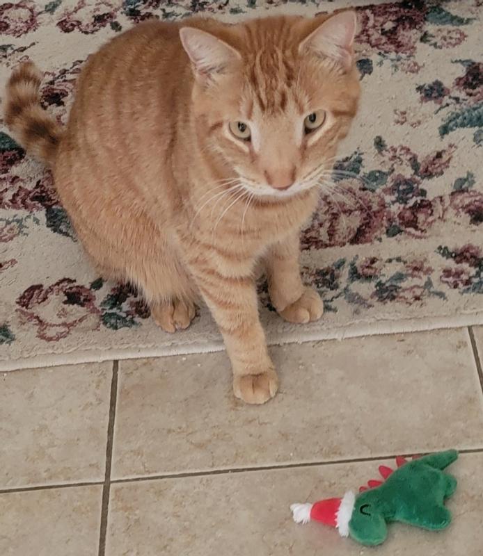 playing with Frisco dinasaur.