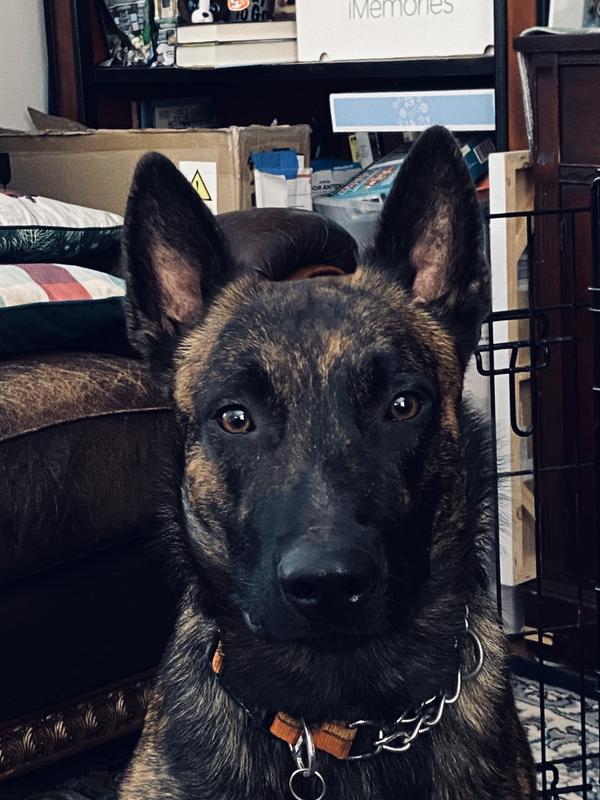 Tastes good (according to Koba)