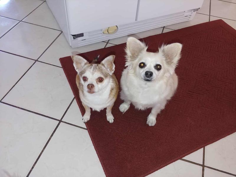 Our girls are protected by trifexis