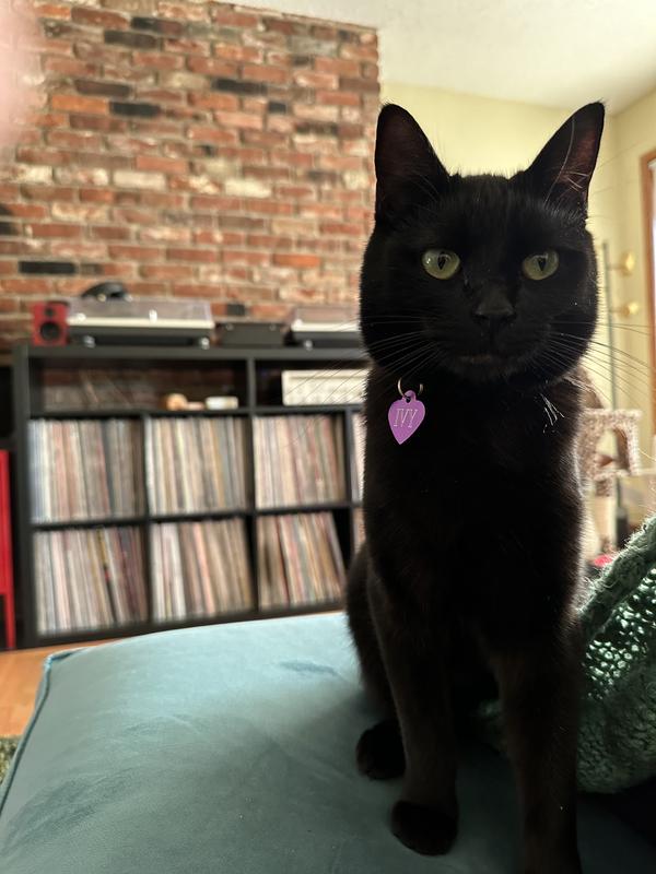 The daily tuna stare down