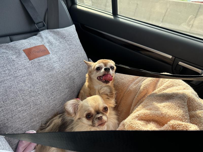 A little hot in the sunshine, but comfortable in their car seat
