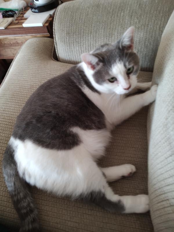 Snoopy says it stinks less!