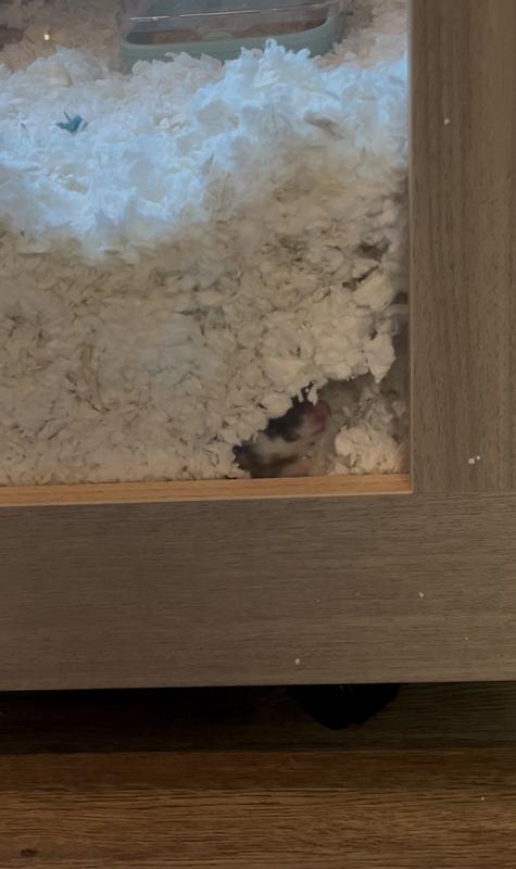 This is jermaine, he’s enjoying the cage