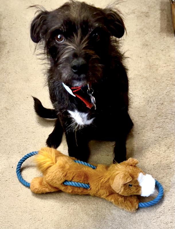 Oh boy, a squeaky toy!