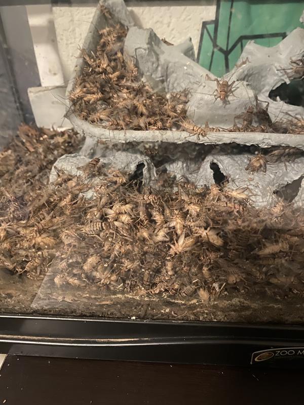 Dried Crickets Freeze - 4.5oz High Protein Reptile Food Lizard Food