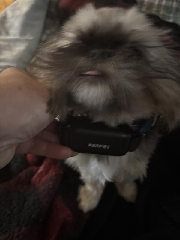 Buster!! My barker in training