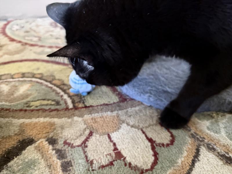 Binx actually playing!!!!