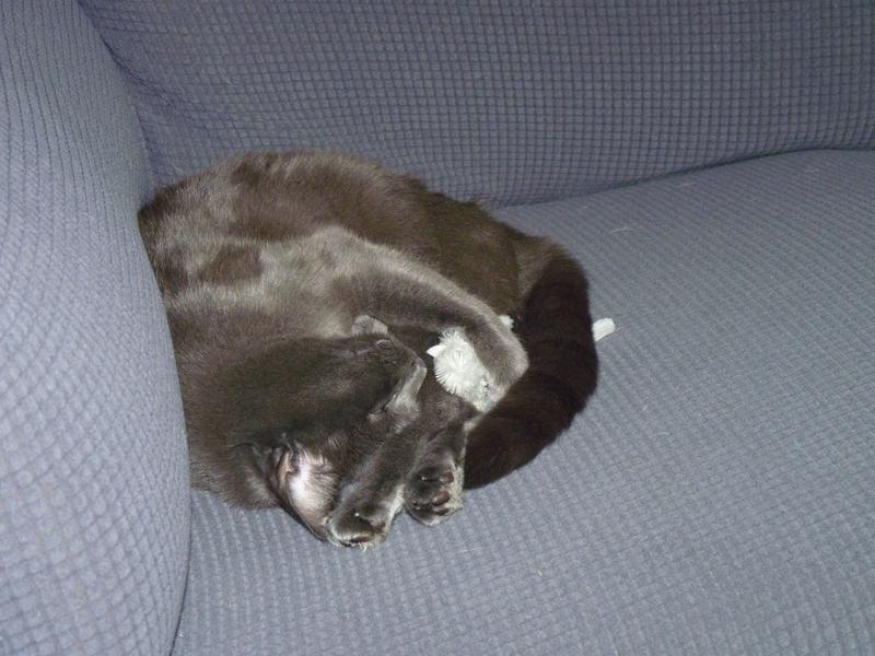 FRISCO Skinny Mouse Plush Cat Toy with Catnip, Brown