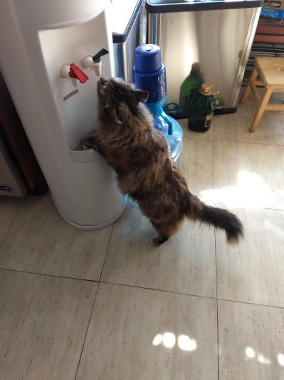 DIVA QUENCHING HER THIRST