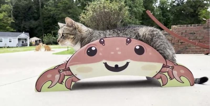 Bella sitting or standing proudly on the crab scratcher.